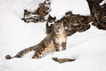 Snow Leopard print