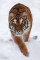 Siberian Tiger print