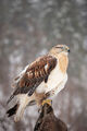 Ferruginous Hawk print