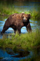 Alaskan Brown Bear print
