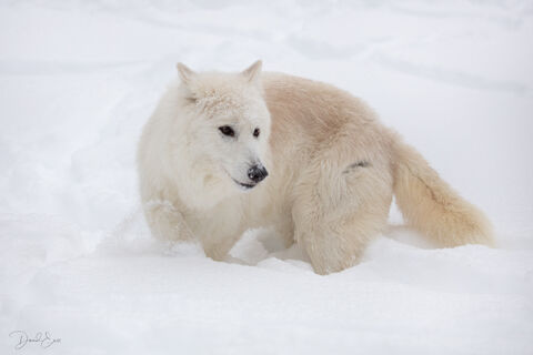 Tundra Wolf