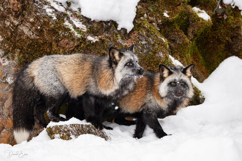Cross Fox