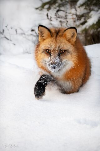 Red Fox