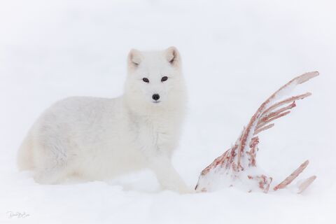 Arctic Fox