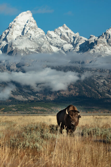 Grand Teton National Park print