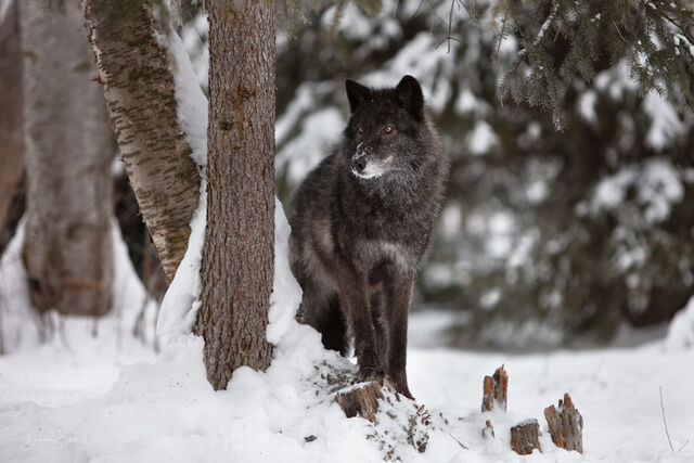 Black Wolf print