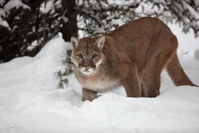 Mountain Lion print