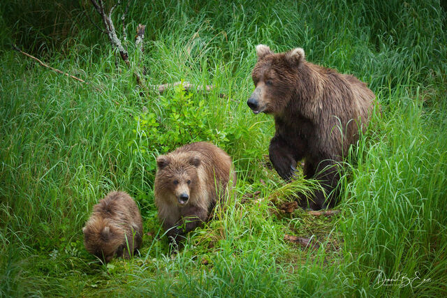 Alaskan Brown Bear print