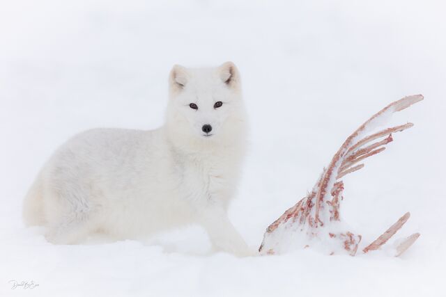 Arctic Fox print