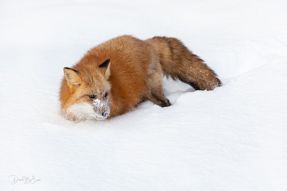 Red Fox print