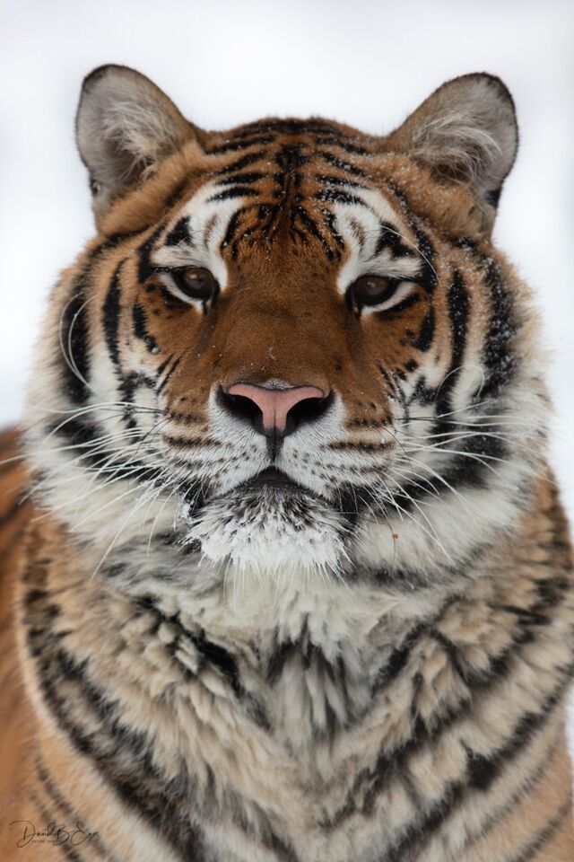 Siberian Tiger print