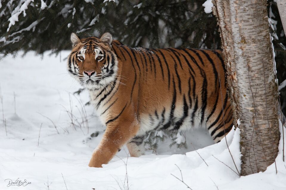 Siberian Tiger print