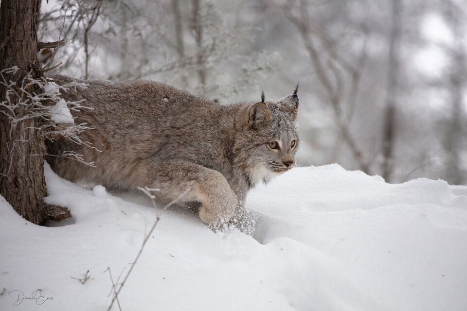 Canadian Lynx print
