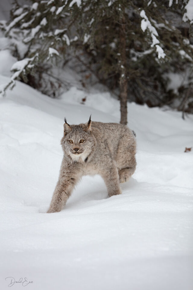 Canadian Lynx print