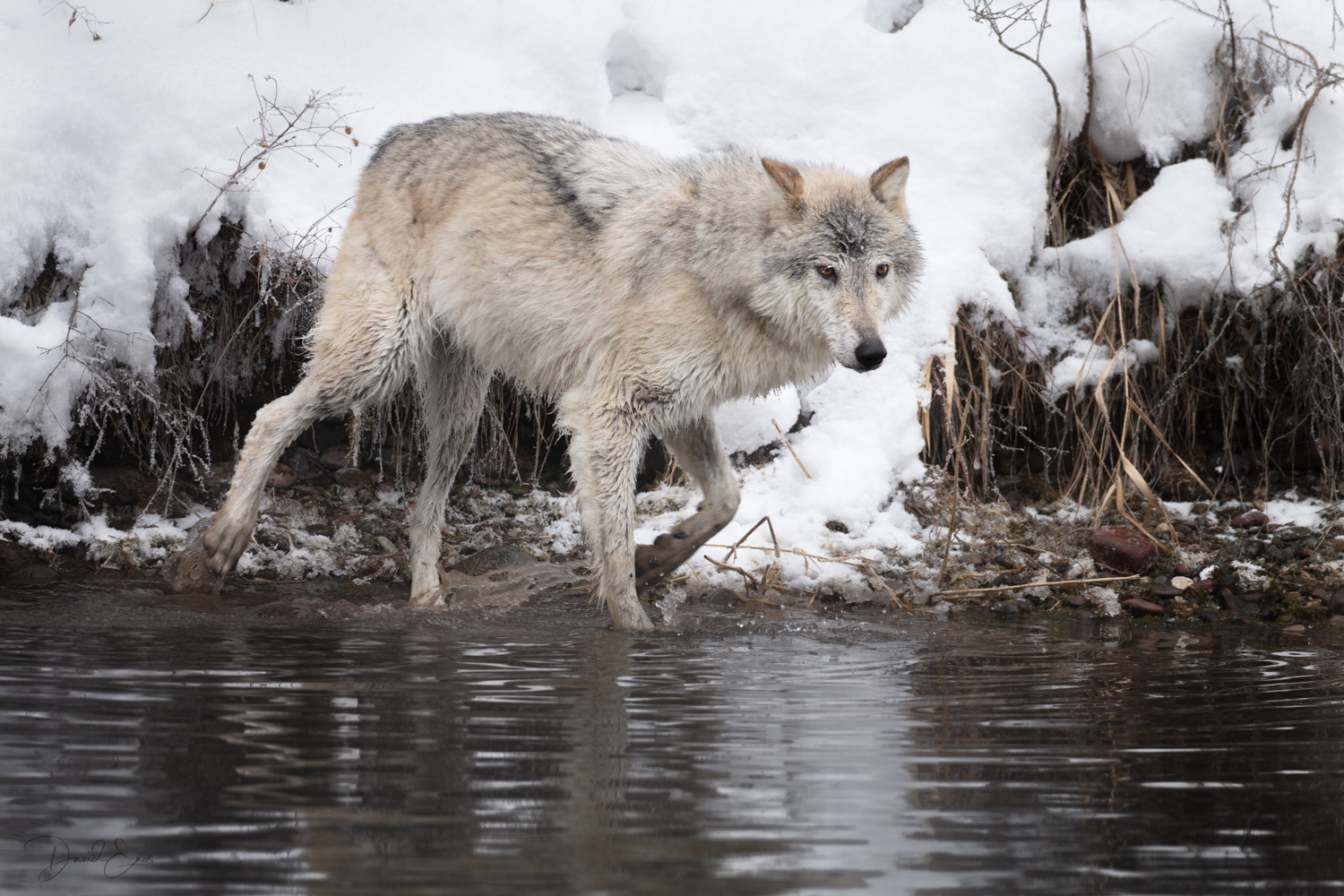 Tundra Wolf