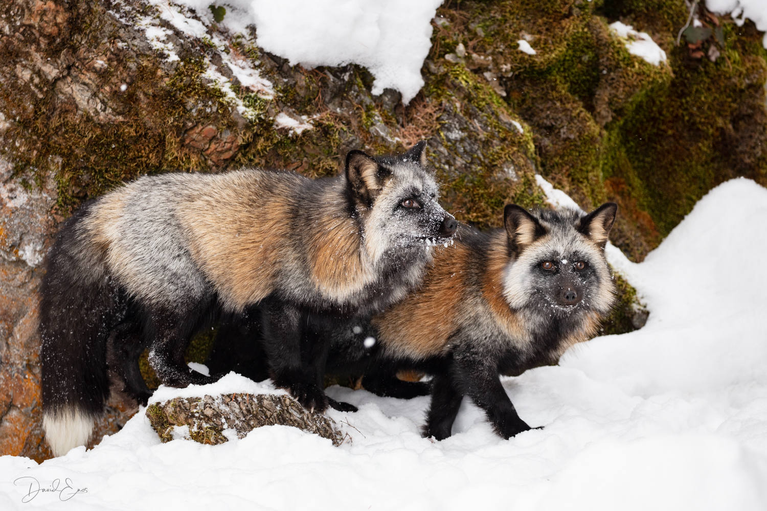 Cross Fox