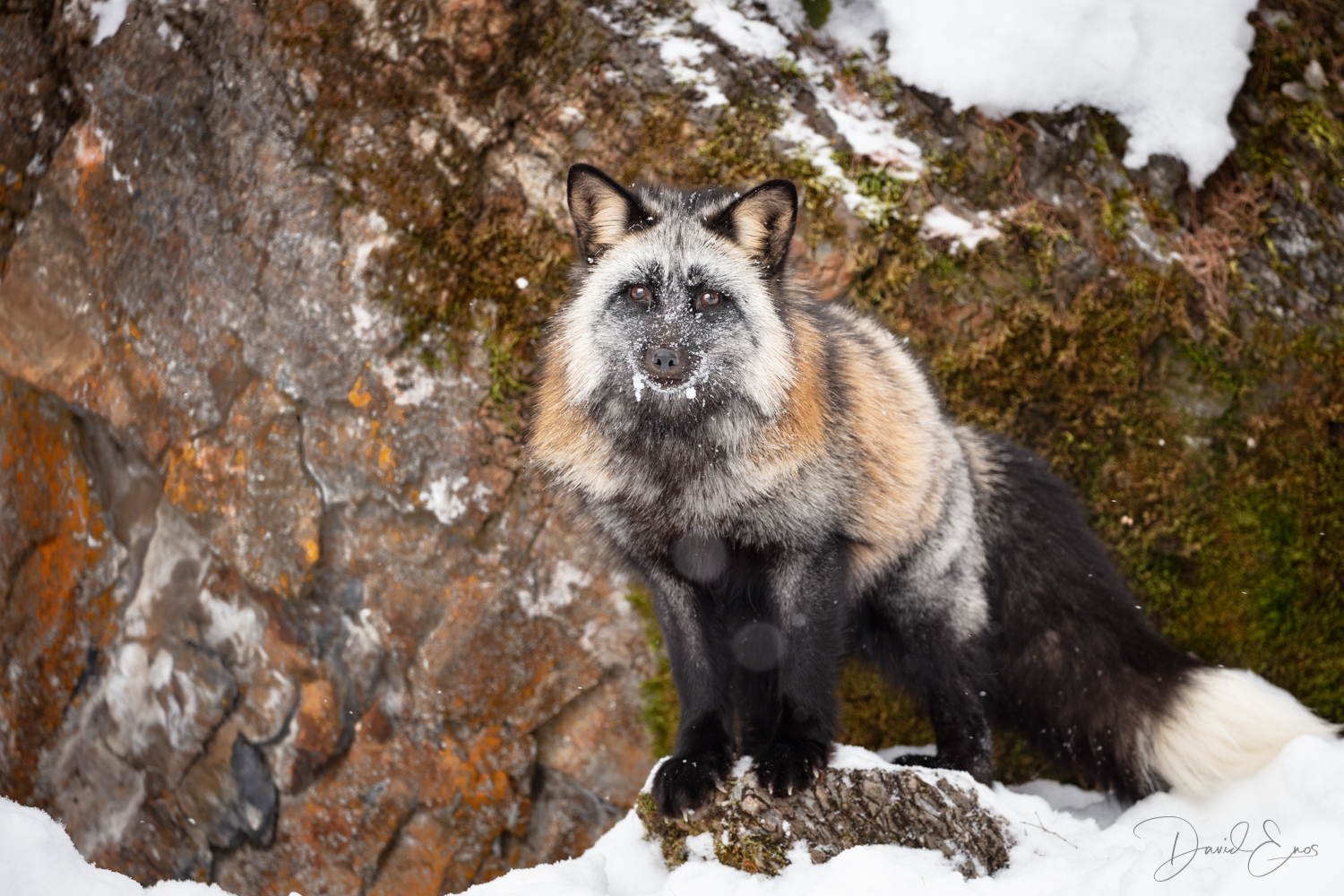 Cross Fox