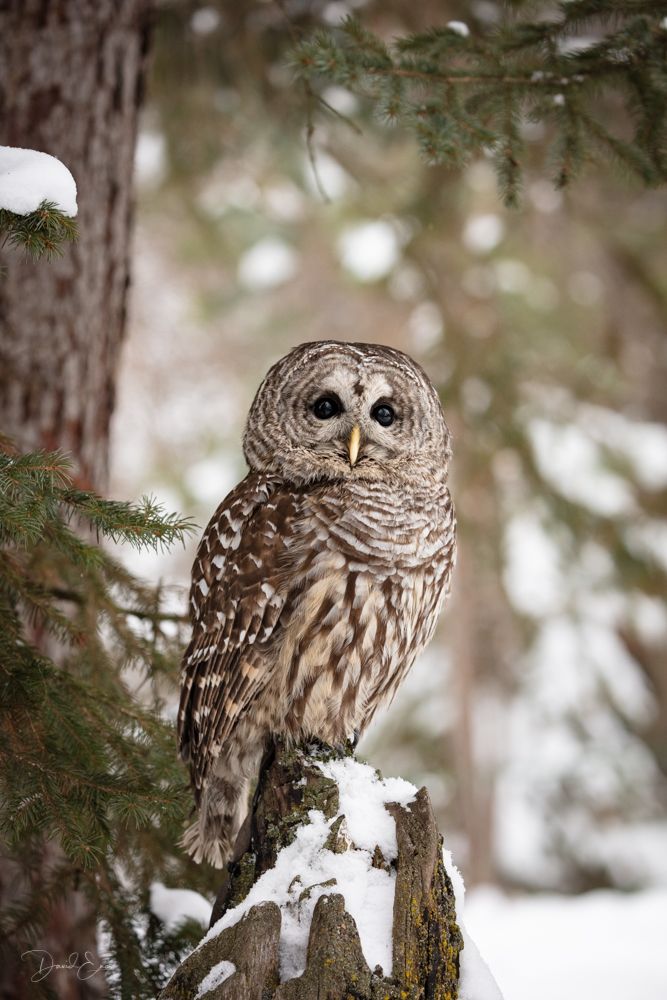 XYZ Owl