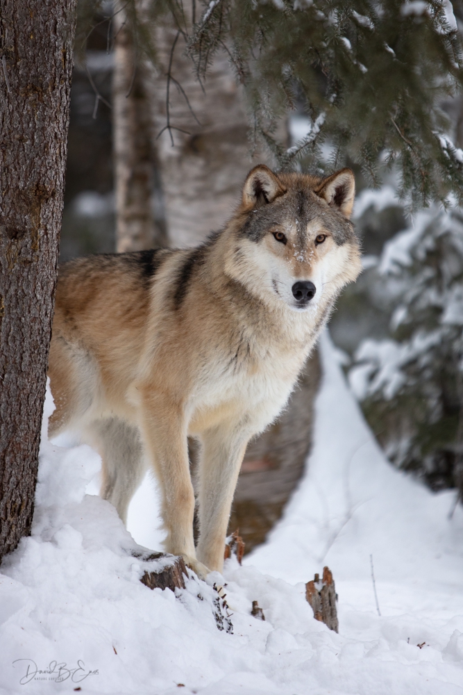 Tundra Wolf