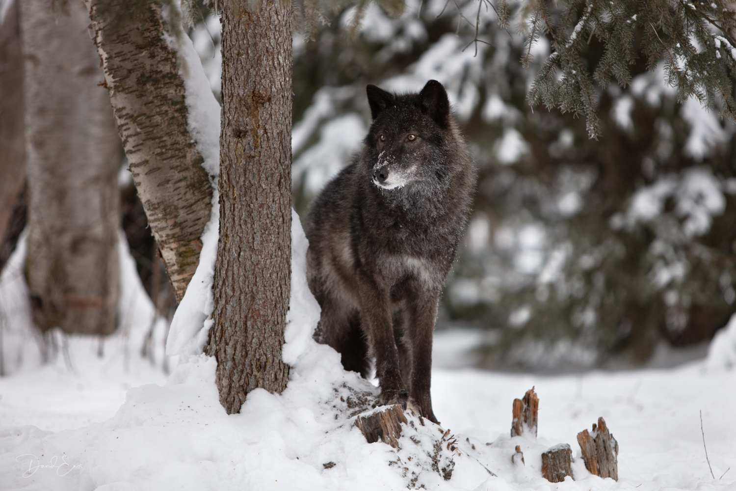 Black Wolf